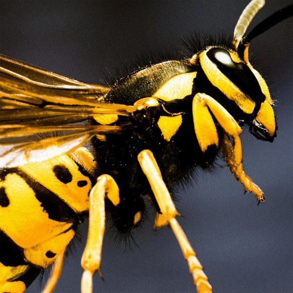 Acid Wasp 커버